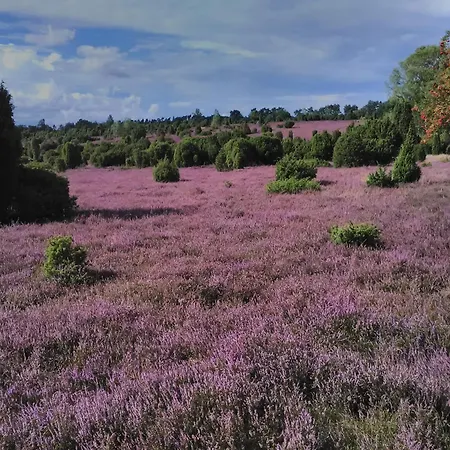 Apartamento Heidehof Carstens - Kornblume Eimke
